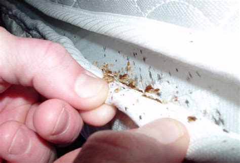 Do Bed Bugs Get Inside Your Mattress